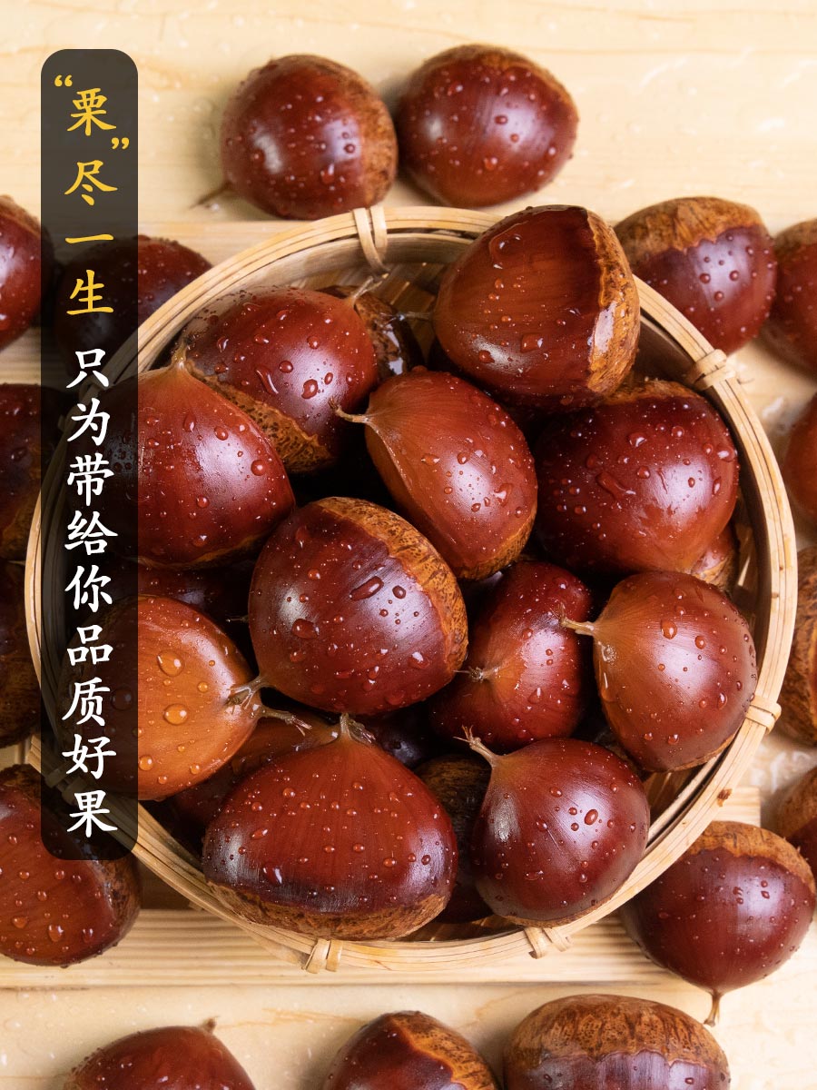 (特)新鲜生板栗当季大板栗生栗东北锥栗野生板栗5斤大果菜毛栗子 - 娱丝儿
