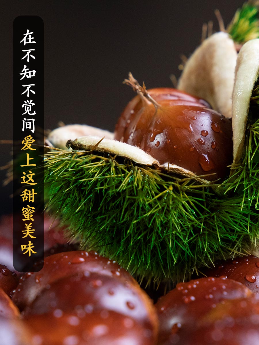 (特)新鲜生板栗当季大板栗生栗东北锥栗野生板栗5斤大果菜毛栗子 - 娱丝儿